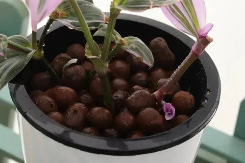 350g Leca Clay Pebbles for Plants