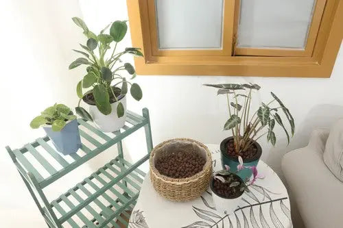 350g Leca Clay Pebbles for Plants